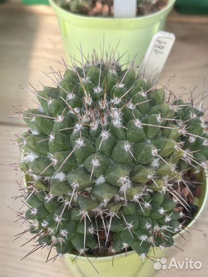 Кактус Маммиллярия