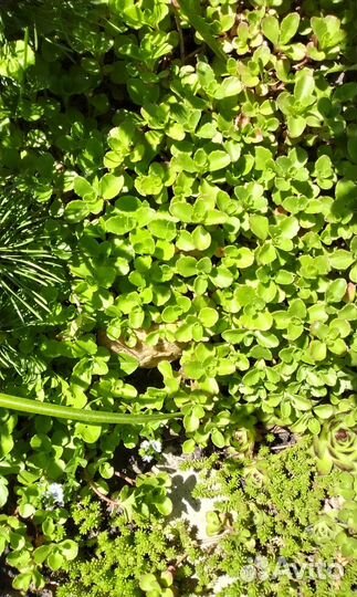 Молодило, очитки