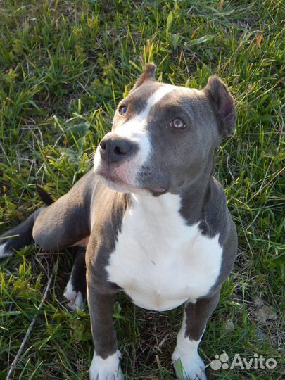 Щенки стаффорда