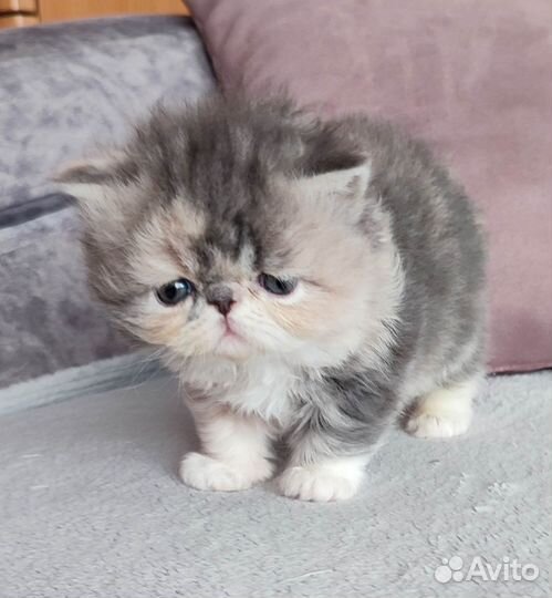 Экзоты длинношерстные