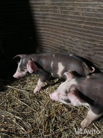 Поросята крупная белая ландрас