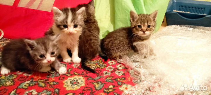Котенок 2 месяца