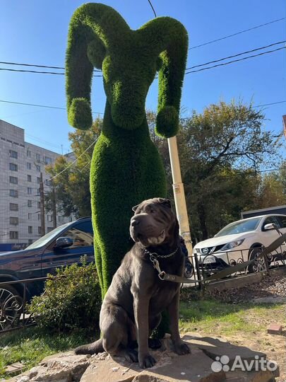 Шарпей в добрые руки