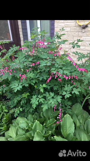 Дицентра,ландыши