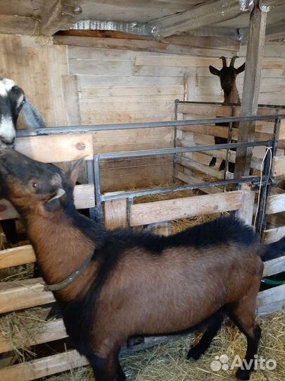 Чешский козел