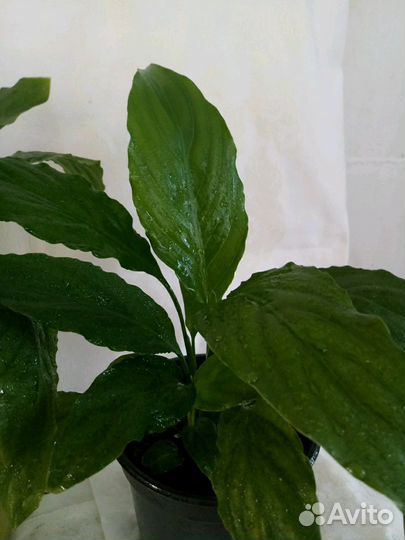Спатифиллум женское счастье