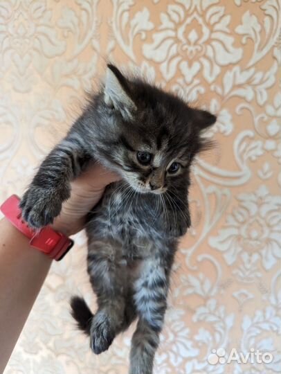 Котята в дар