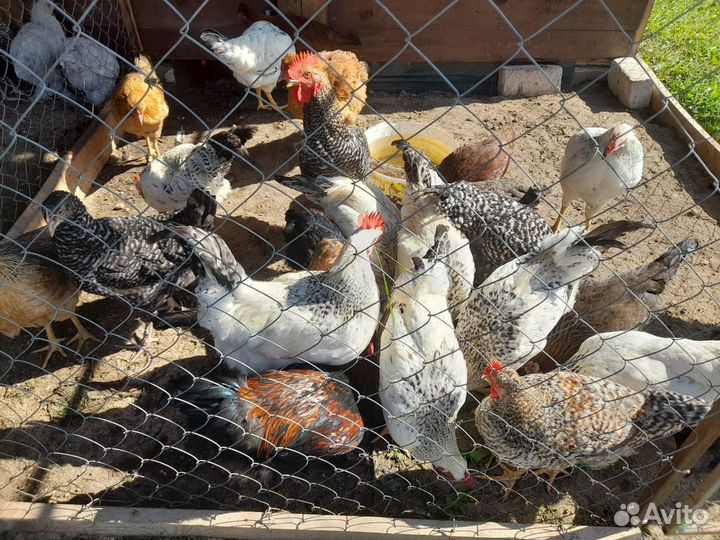 Куры и петухи доминант