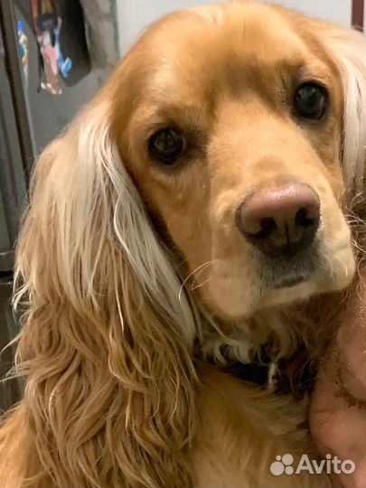 Вязка кокер спаниель