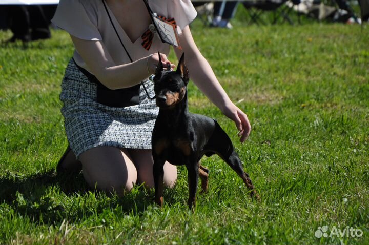 Кобель цвергпинчера для вязки