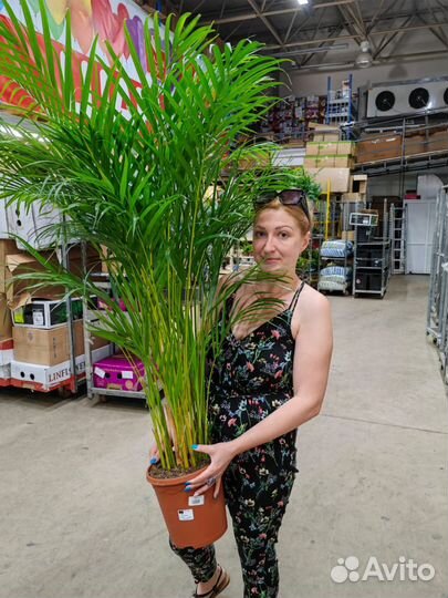 Растерия. Деревья. Уход или высадка растений, от