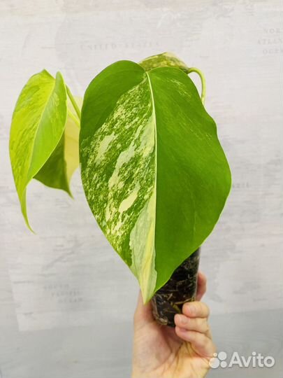 Монстера с желтой вариегатностью