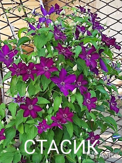 Клематисы
