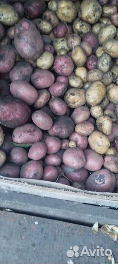 Продам картофель едовая и семенная