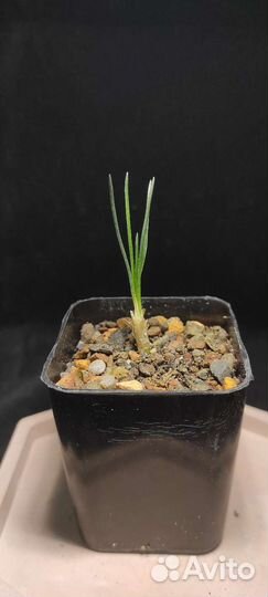 Ornithogalum lithopsoides