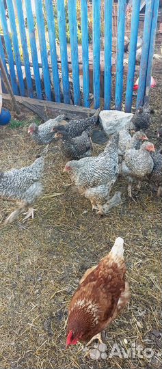 Куры мехеленская кукушка