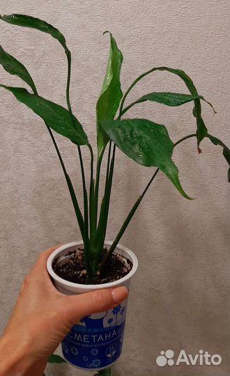 Спатифиллум