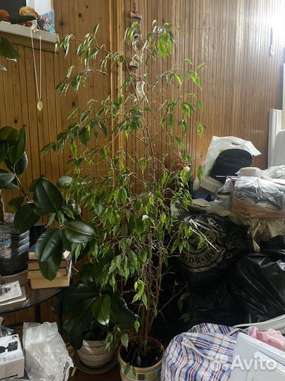 Фикус бенджамина