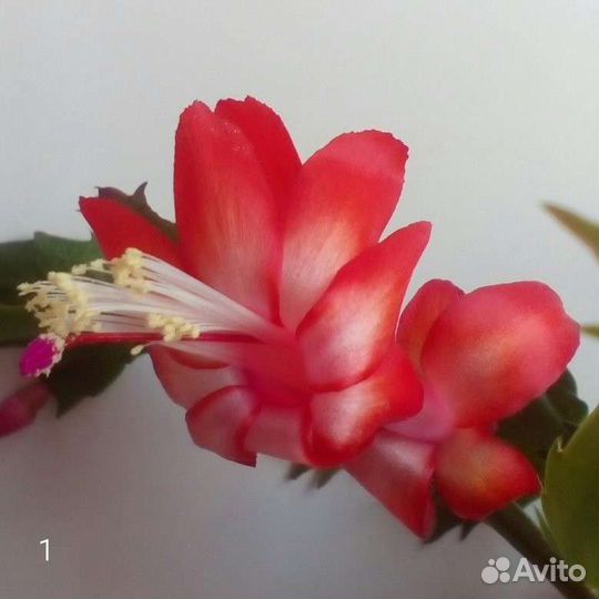 Декабристы