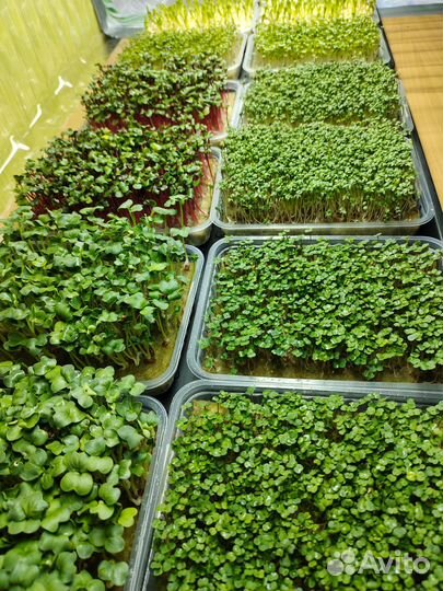 Микрозелень