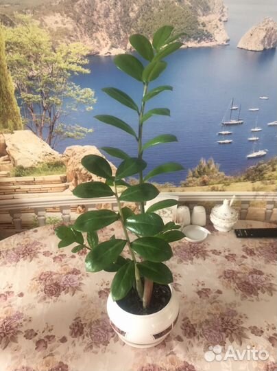 Замиокулькас