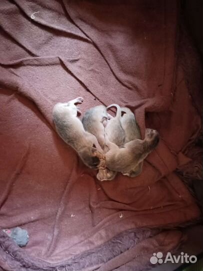 Абиссинская кошка