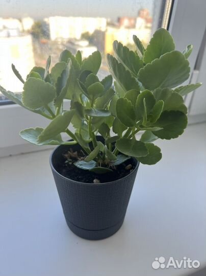 Каланхоэ белый