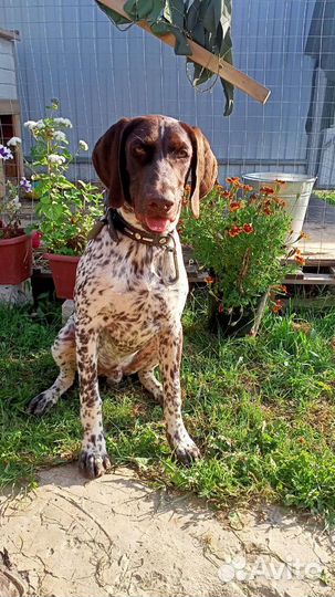 Курцхаар вязка