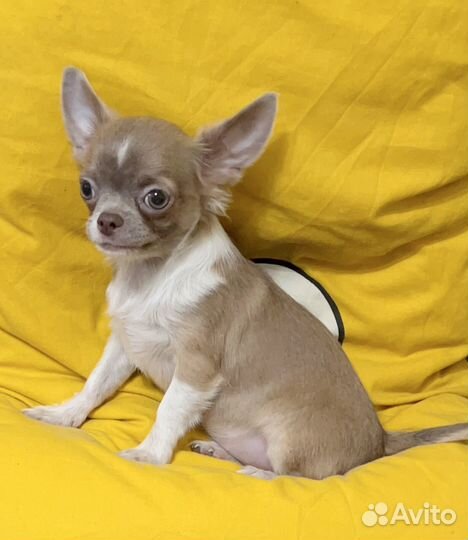 Щенки чихуахуа супер мини девочка Эмма