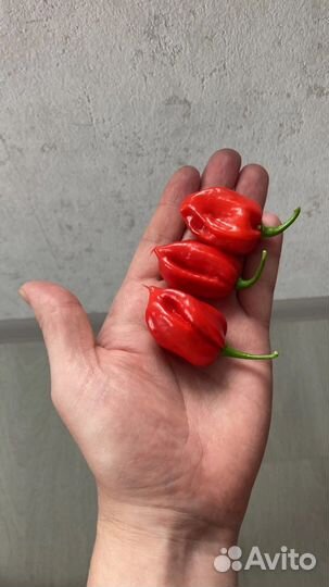 Семена супер острых перцев