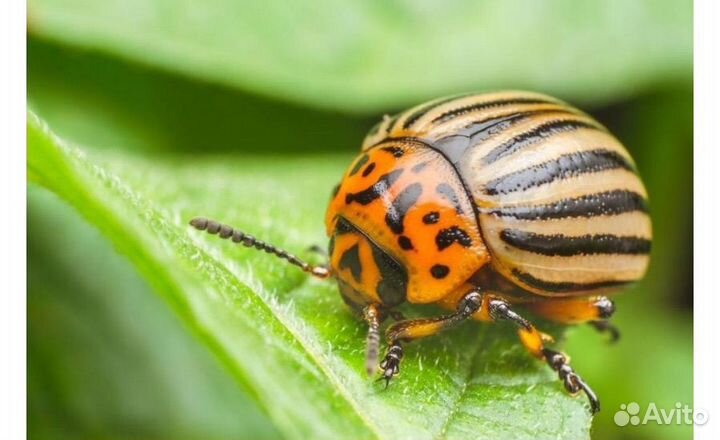 Сбор колорадского жука