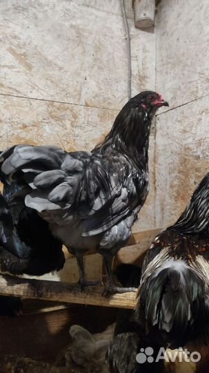 Петухи Амеркуана