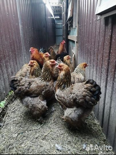 Яи и цыплята брамы и китайской шелковой