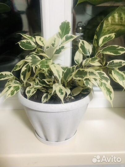 Фикусы сортовые