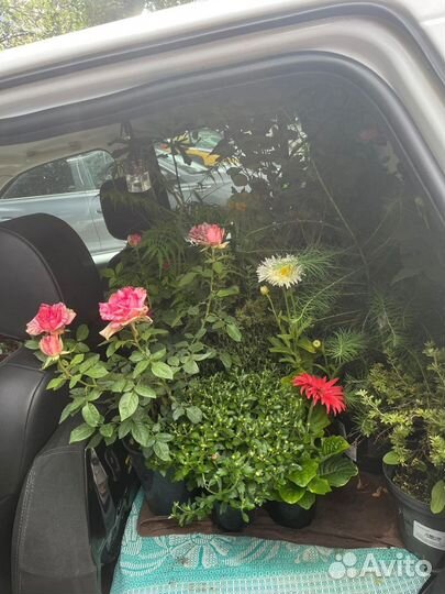 Садовые и комнатные растения