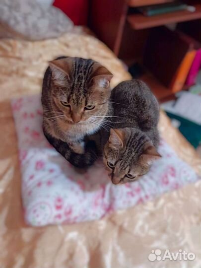 Наша мама ну где же ты