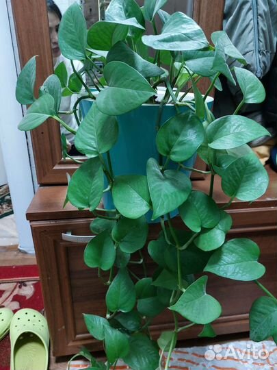 Комнатные цветы