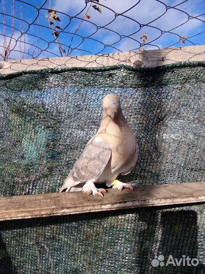 Голуби турецкие такла