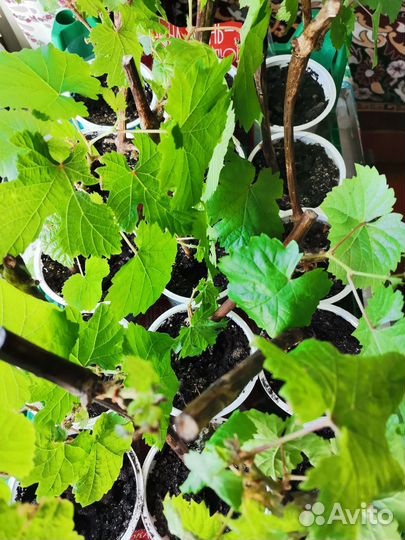 Виноград саженцы