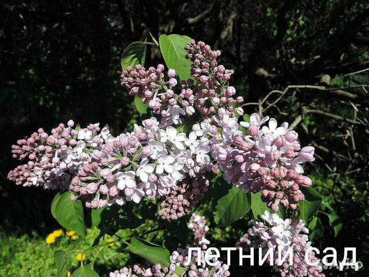 Саженцы сортовой сирени