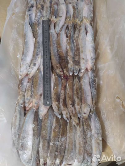 Корюшка,мойва, кальмар, окунь