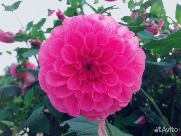 Георгины многолетние(клубни)