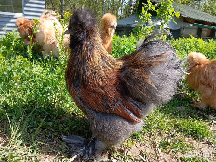 Петух китайский шелковый