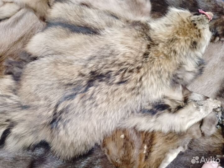 Шкуры Бобра. Енота