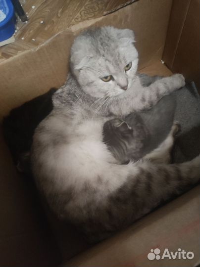 Котенок вислоухий