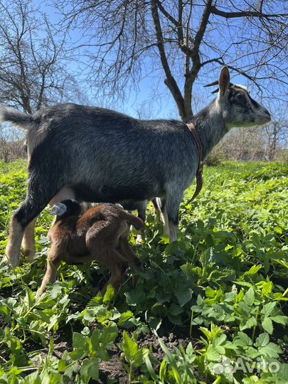 Нигерийские козы