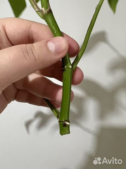 Монстера рафидофора черенки с корневой