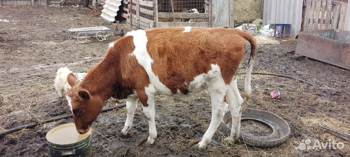 Телки бычки