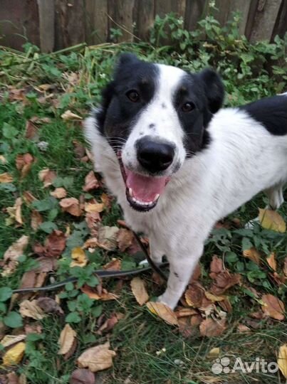 Марта ищет дом