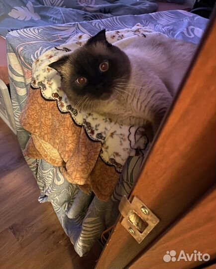 Шотландский кот вязка